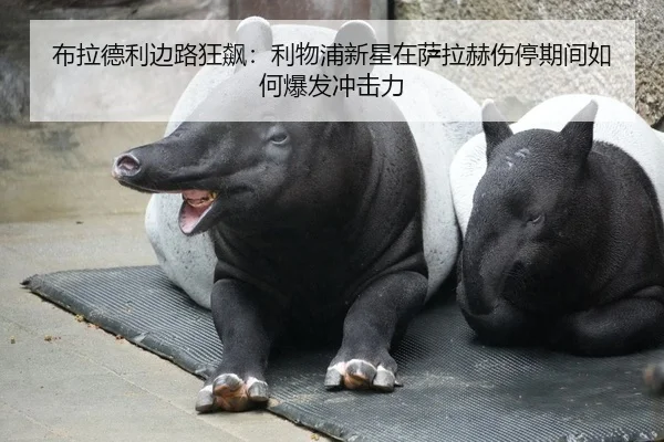 布拉德利边路狂飙：利物浦新星在萨拉赫伤停期间如何爆发冲击力